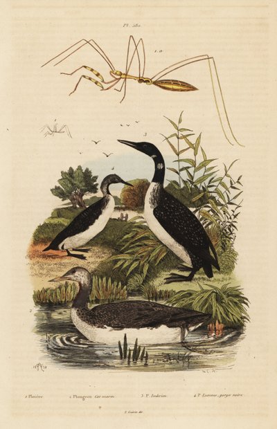 Lombo de garganta vermelha, Gavia stellata 2, lombo comum, Gavia immer 3, lombo de garganta negra, Gavia arctica 4, e bichinho de patas rosadas, espécie Emesini de Unbekannt
