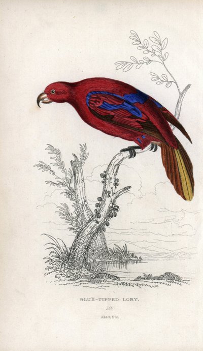 Lori vermelha, Eos rubra. Psittacus caeruleatus. Litografia de Joseph Kidd, baseada num desenho de John Audubon, em Miscellany of Natural History: Parrots, Sir Thomas DiK Lauder and Captain Thomas Brown, publicado em Edimburgo, Escócia, em 1833. de Unbekannter Künstler