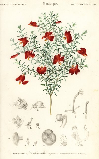 Red leschenaultia, Leschenaultia formosa.,1849 (gravura) de Unbekannter Künstler
