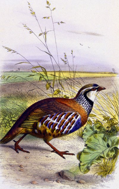 Perdiz vermelha, c.1850 (litografia) de Unbekannter Künstler