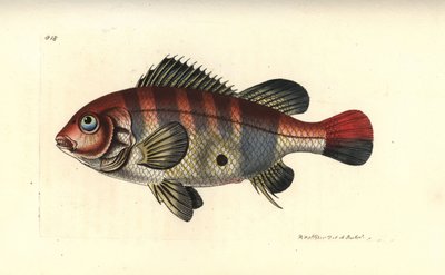 Peixe-vermelho de riscas vermelhas, Geophagus surinamensis (Surinam sparus, Sparus surinamensis). Ilustração desenhada e gravada por Richard Polydore Nodder. Gravura em chapa de cobre colorida à mão de The Naturalist