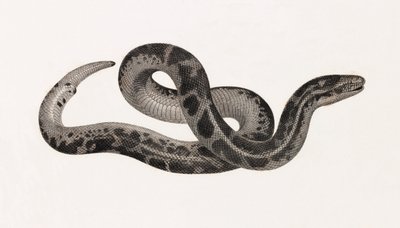 Répteis: Uma cobra de Thebaide de Unbekannt