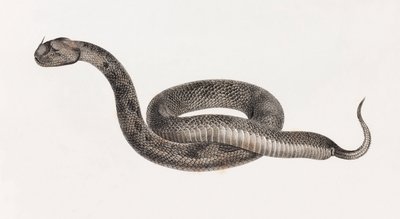 Répteis: Uma Víbora de Unbekannt