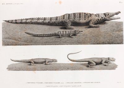 Répteis: Crocodilos e Estelhões de Unbekannt