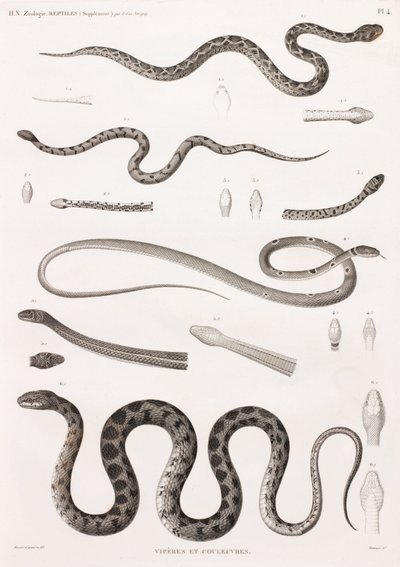Répteis: Víboras e cobras de Unbekannt