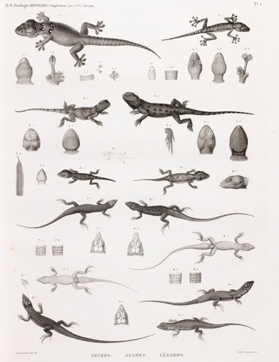 Répteis: lagartixas, lagartixas, lagartixas de Unbekannt