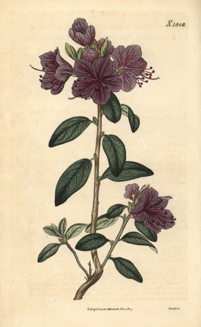Rhododendron ou azalee florists - Rododendro dauriano perene, Rhododendron dahuricum sempervirens. Gravura botânica colorida à mão por Weddell da Curtis