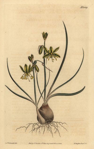 Riband albuca, Albuca vittata de Unbekannt