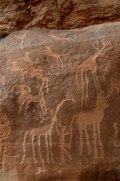 Arte rupestre, Pré-história: Gravura de girafas, avestruzes, ovelhas, cão e personagem no maciço de Uweinat, Sudão (Karkur-Talh ou Karkur Talh). Período de 8000 a 3000 anos antes de Cristo. Fotografia de Unbekannt