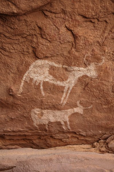 Arte rupestre, Pré-história: Pintura rupestre de duas vacas com chifres grandes (chifres longos) num abrigo ornamentado, no maciço de Uweinat, Sudão (Karkur-Talh ou Karkur Talh). Período de 8000 a 3000 anos antes de Cristo. Fotografia de Unbekannt