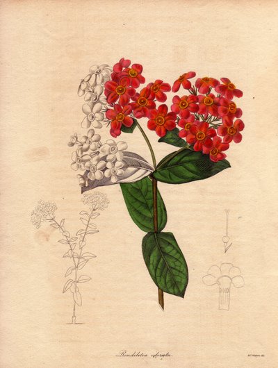 Rondeletie ecarlate ou perfumada (Rondeletia odorata). Arbusto nativo do Panamá e de Cuba, arbustivo e perene, mede 2 a 3 metros de altura e desabrocha na primavera de flores cor-de-rosa e amarelo-alaranjadas, muito perfumadas. Ilustração de Augusta Innes  de Unbekannter Künstler