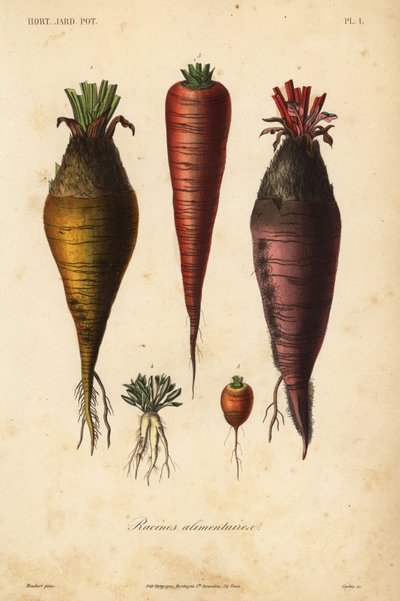 Vegetais de raiz, racines alimentaires de Unbekannt