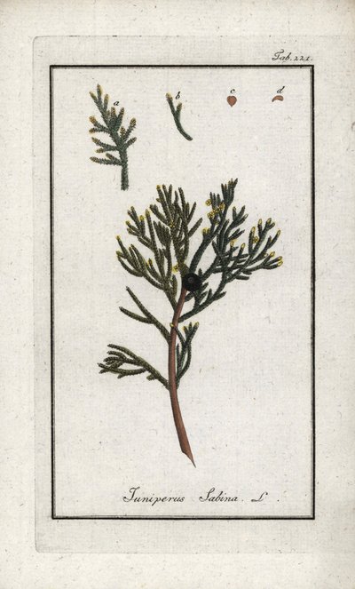 Zimbro sabino (Juniperus sabina). Litografia de "Afbeelding der Artseny-Gewassen" de Johannes Zorn (1739-1799), Países Baixos de Unbekannter Künstler