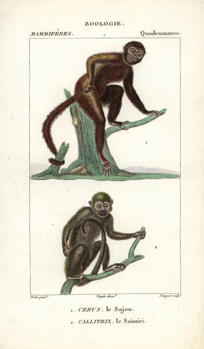 Sajou ou saphogano ou capuchinho e saimiri ou macaco-esquilo - Eau forte de Jean Gabriel Pretre (1780-1845), gravado por Carnonkel, para o dicionário de ciências naturais: mamíferos de Frederic Cuvier, editado por Pierre Jean Francois Turpin (1775-1840), p de Unbekannter Künstler