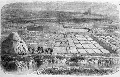 Produção de sal: pântanos salgados (salinas) do sul da França. Gravura do século XIX de Unbekannt