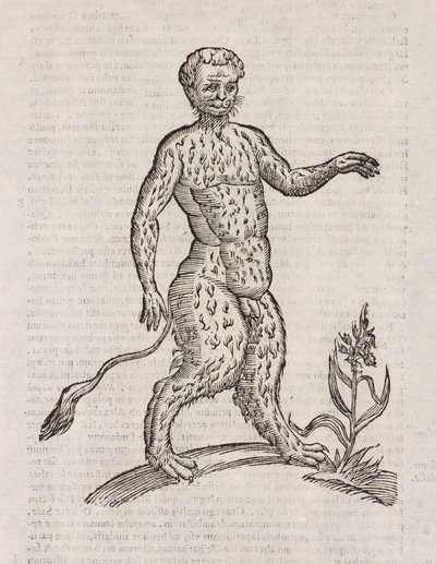 Satyri altera espécies de Unbekannt