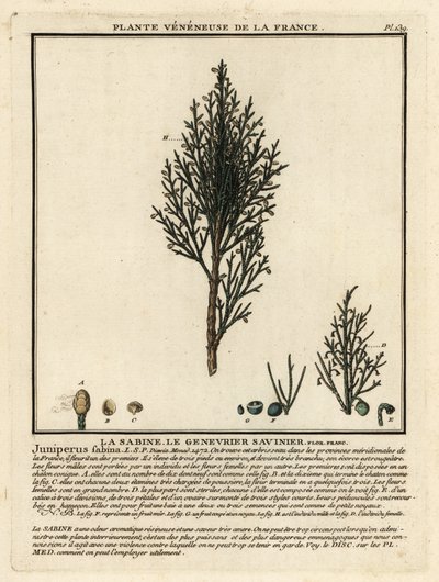 Savin juniper ou savin, Juniperus sabina. de Unbekannter Künstler