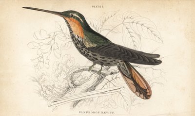 Ramphodon naevius (beija-flor-de-bico-serrado). Gravura em metal aço colorida à mão por William Lizars da Naturalist