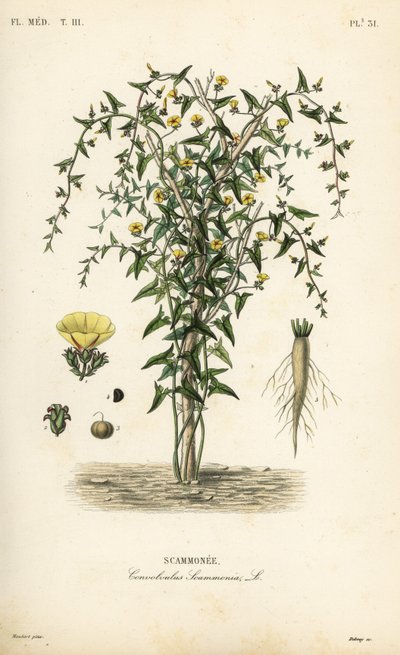 Scammony, Convolvulus scammonia, Scammonee de Unbekannt