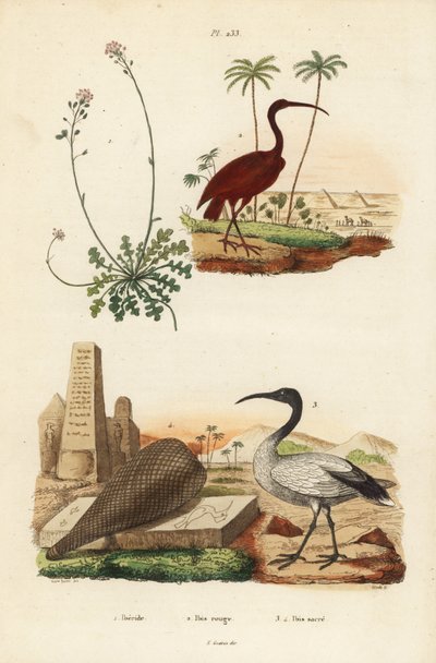 Scarlet ibis, Eudocimus ruber 2, African sacred ibis, Threskiornis aethiopicus 3,4, e candytuft, Iberis sempervirens 1 de Unbekannt