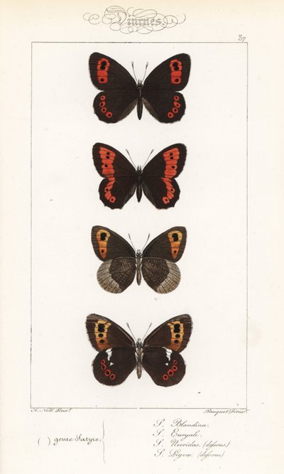 Argus escocês, Erebia aethiops, anelídeo grande, Erebia euryale, anelídeo de outono, Erebia neoridas (ventral), e castanho de Arran, Erebia ligea (ventral). Gravura em metal aço colorida à mão, efectuada pelos irmãos Pauquet, a partir de uma ilustração de  de Unbekannter Künstler