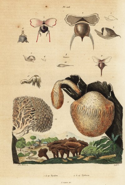Caracóis marinhos, Diacavolinia limbata e Diacria trispinosa 1-10, e cogumelos Hydnum, cogumelo ouriço-do-mar, Hydnum repandum 14, cogumelo dente de coral, Hericium coralloides 12, etc. de Unbekannt