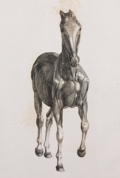 Segunda camada dissecada de um cavalo, vista frontal de Unbekannt