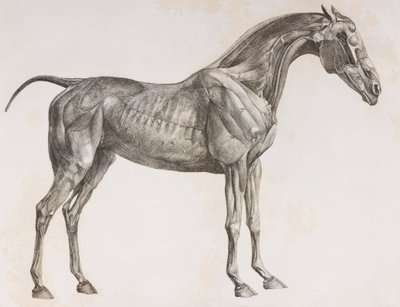 Segunda camada dissecada de um cavalo, vista lateral de Unbekannt