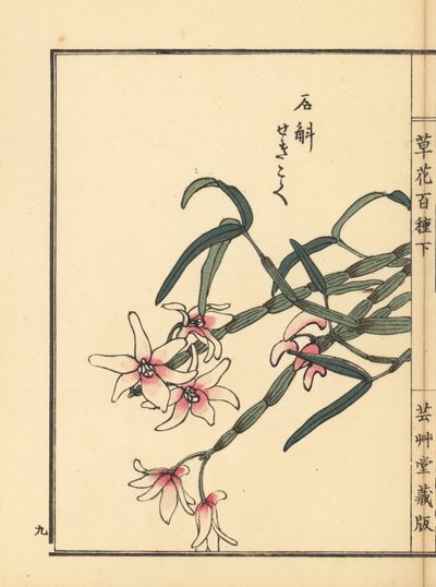 Sekkoku, dendrobium de Mohl ou orquídea japonesa da pedra, Dendrobium moniliforme. Gravura em xilogravura colorida à mão por Kono Bairei de Kusa Bana Hyakushu (Cem Variedades de Flores), Tóquio, Yamada de Unbekannter Künstler