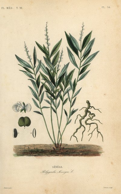 Séneca snakeroot ou raiz de cascavel, Polygala senega, Senega de Unbekannt