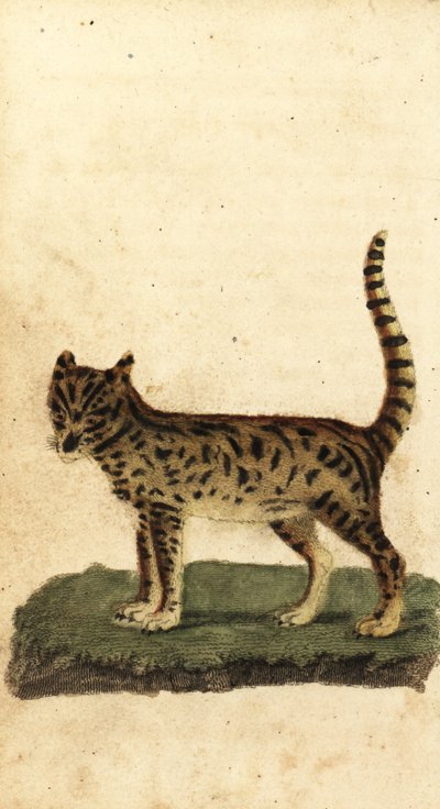 Serval, Leptailurus serval.,1800 (gravura) de Unbekannter Künstler