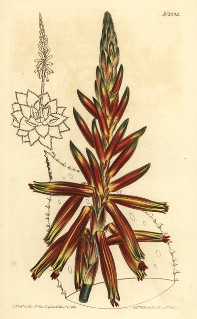 Aloe brevifolia var, Aloe brevifolia var de Unbekannt