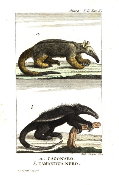 Tamanduá-bandeira ou tamanduá-pigmeu (Fourmilier) (cagouare de Azara), Cyclopes didactylus e tamanduá-preto de Unbekannter Künstler