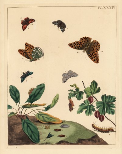 Borboleta fritilar lavada a prata, Argynnis paphia, traça do guarda-florestal, Adscita statices, L. ou traça da groselha, Halia vauaria, pequena borboleta de cobre, Lycaena phlaeas, saltador de dingy, Erynnis tages, e arbusto de groselha, Ribes grossularia de Unbekannter Künstler