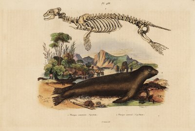 Esqueleto da foca comum, Phoca vitulina 1, e leão marinho australiano, Neophoca cinerea 2 de Unbekannt