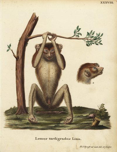 Lémure de ritmo lento ou lóris vermelho delgado, Loris tardigradus. Ameaçado de extinção. Lemur tardigradus Linn. Placa de cobre colorida à mão, desenhada e gravada segundo a natureza por Hermann Jakob Tyroff, de Animal Illustrations after Nature, ou Sch de Unbekannter Künstler