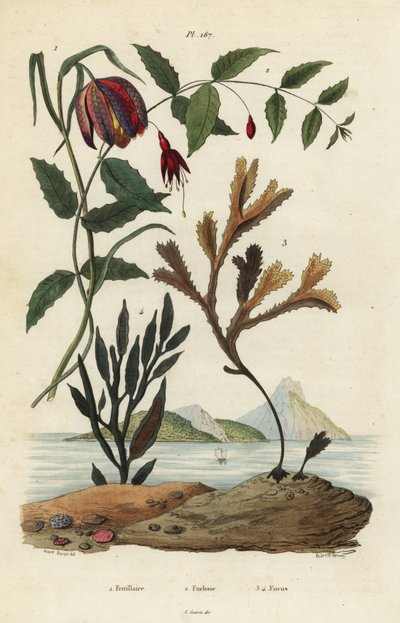 Fritillaria meleagris 1, Fuchsia fúcsia, Fuchsia magellanica 2, Fucus serratus 3 e Fucus siliqueux 4. Fritillaire, Fuchsie, Fucus de Unbekannt