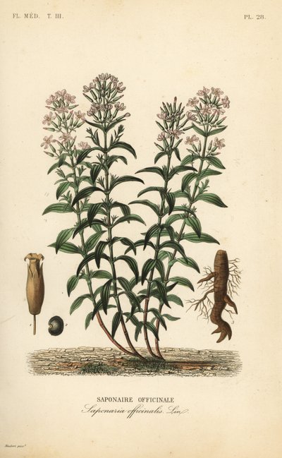 Soapwort ou sabonete, Saponaria officinalis, Saponaire officinale de Unbekannt
