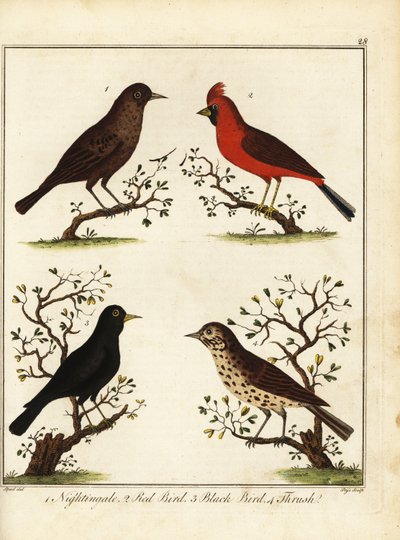 Pássaros canoros: rouxinol, pássaro vermelho, pássaro preto e tordo. 1792 (gravura) de Unbekannter Künstler