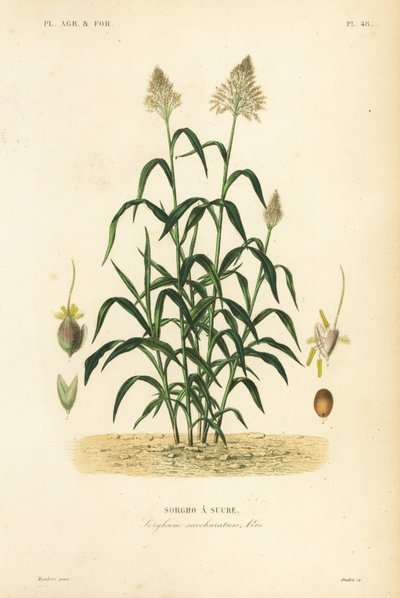 Sorghum gramínea, grande painço, durra, jowari ou milo, Sorghum bicolor, Sorghum saccharatum, Sorgho a sucre de Unbekannt