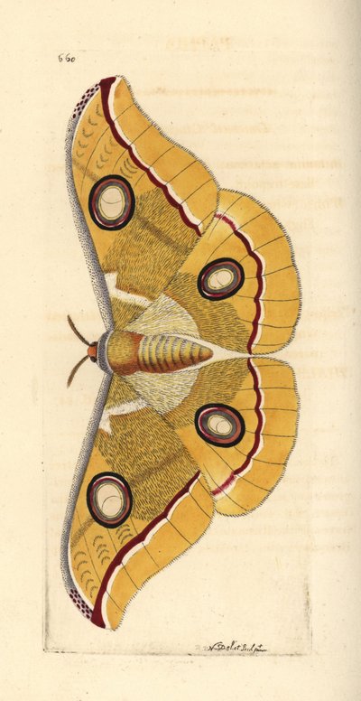Pequeno tussor da Índia do Sul, Antheraea paphia (Phalaena paphia). Ilustração desenhada e gravada por Richard Polydore Nodder. Gravura em chapa de cobre colorida à mão da obra de George Shaw e Frederick Nodder, The Naturalist