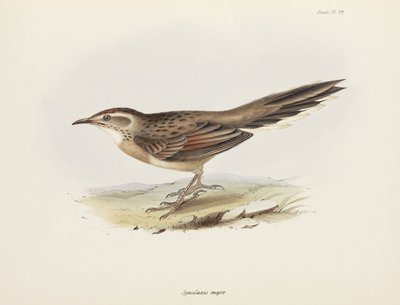 Spinetail, América do Sul, c 1832-1836 de Unbekannter Künstler