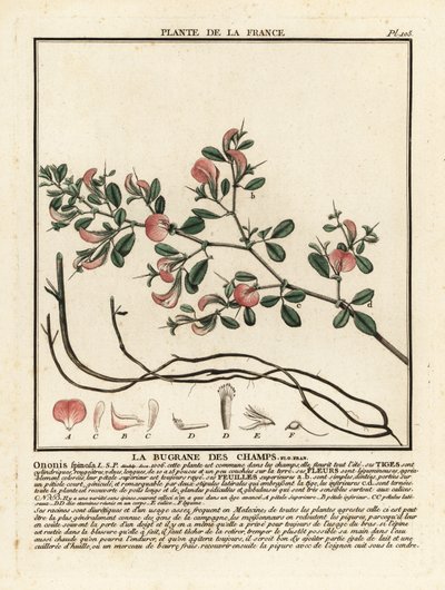 Restharrow espinhoso, La bugrane des champs, Ononis spinosa. de Unbekannter Künstler