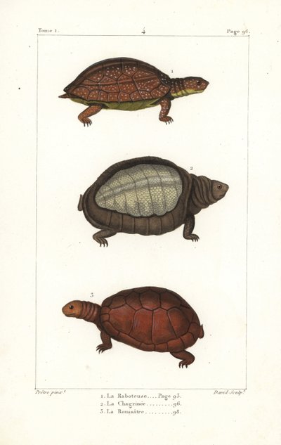 Tartaruga de perna manchada, Rhinoclemmys punctularia 1, tartaruga de carapaça larga indiana, Lyssemys punctata 2, e tartaruga de capacete do Norte de África, Pelomedusa subrufa olivacea. Gravura em chapa de cobre colorida à mão por David após uma ilustraç de Unbekannter Künstler