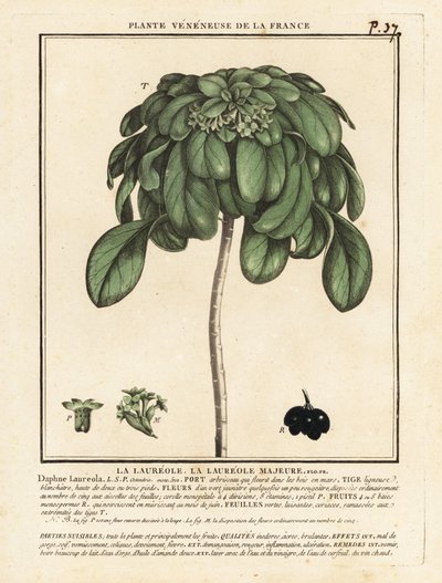 Spurge laurel, Daphne laureola. de Unbekannter Künstler