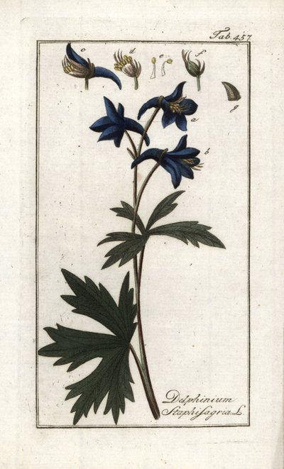 Staphisegar ou erva com piolhos, erva gotosa ou uva selvagem (Delphinium staphisagria). Litografia de "Afbeelding der Artseny-Gewassen" de Johannes Zorn (1739-1799), Países Baixos de Unbekannter Künstler