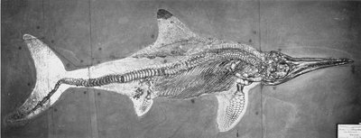 Stenopterygius megacephalus (O Ictiossauro de Oxford) encontrou o Nr. Stuttgart, Alemanha, Período das Viés Altas de Unbekannt