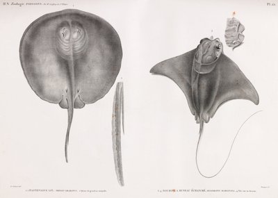 Stingray, frente e costas de Unbekannt