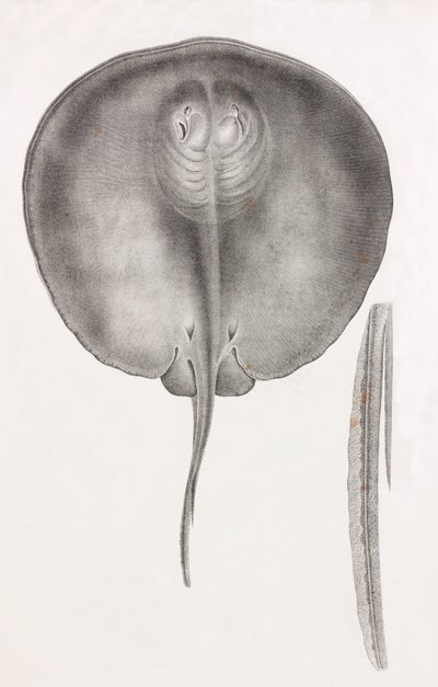 Stingray, vista frontal de perto de Unbekannt