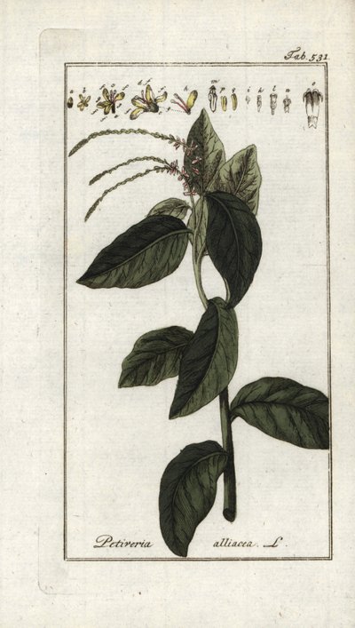 Verbena fedorenta ou liana de alho (Petiveria alliacea). Litografia de "Afbeelding der Artseny-Gewassen" de Johannes Zorn (1739-1799), Países Baixos de Unbekannter Künstler
